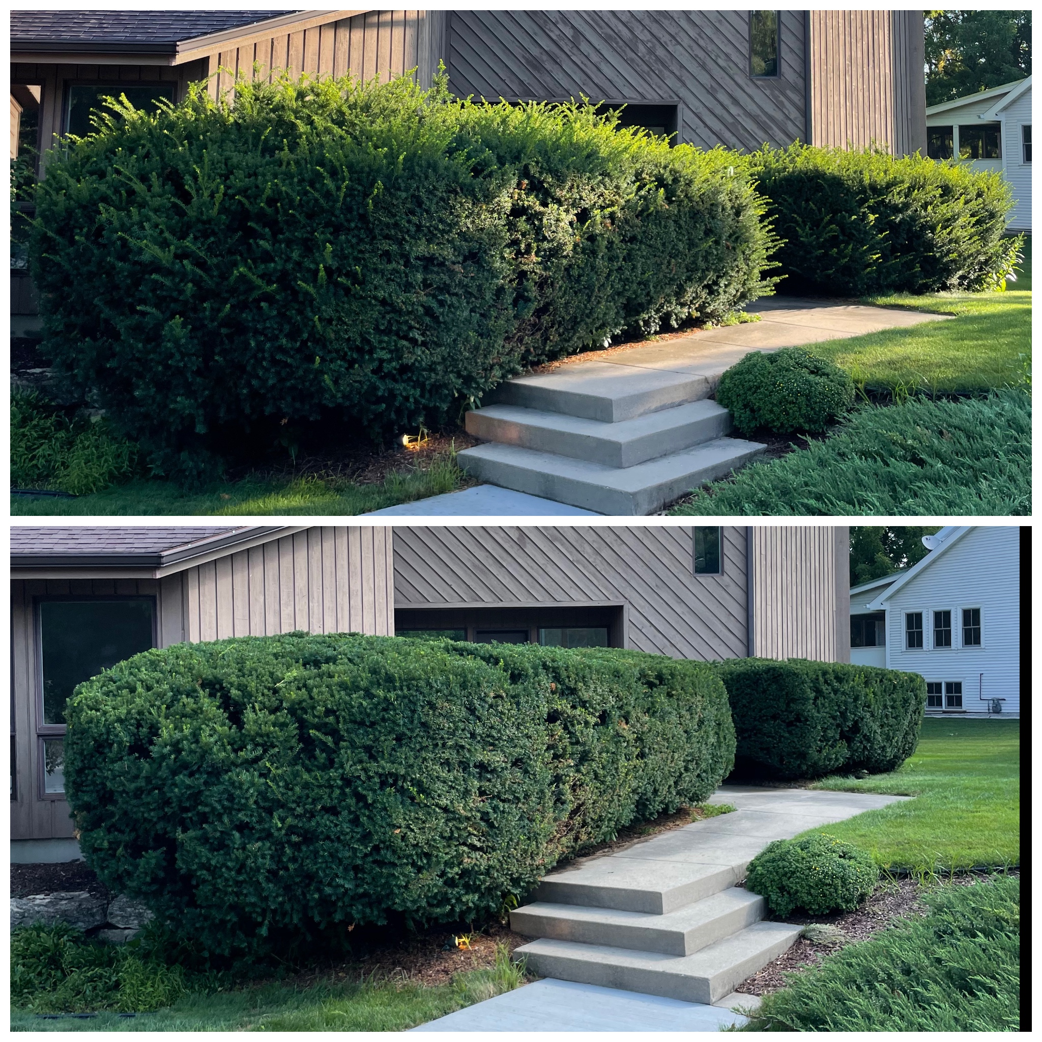 shrub trimming and shaping before and after