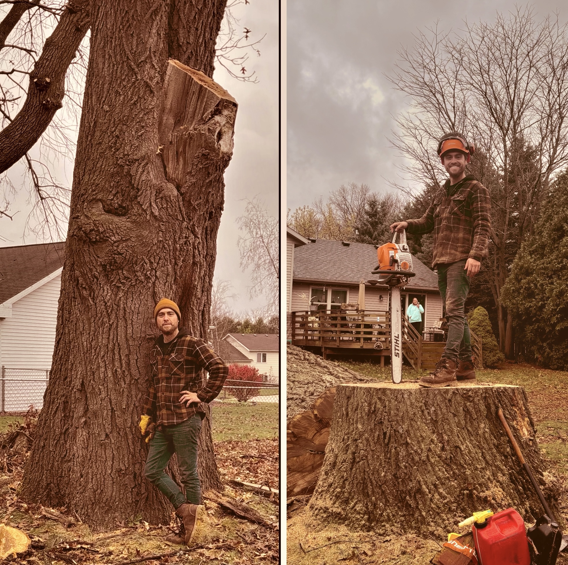 tree care and removal